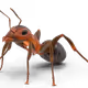 Ant