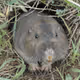 Gophers