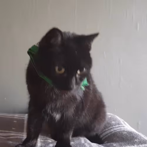 Kitty-Kat