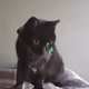 Kitty-Kat
