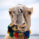 camel