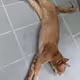 Lying Cat