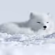 Arctic