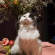 fat cat