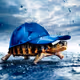 The turtle in the cap