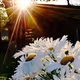 Daisies