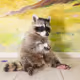 My raccon