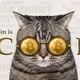 Rich cat