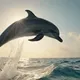 dolphin