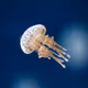Lonely Jellyfish