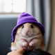 Hamster4