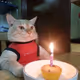 Catto Birthday