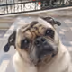 PUG