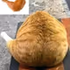 Chicken Wing Cat